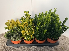 Euonymus Mix 13Ø 25cm
