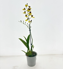 Oncidium 12Ø 45cm 1st