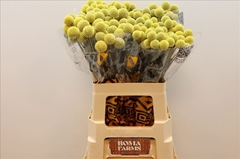 Craspedia Yellow 60cm