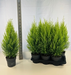 Cupressus Goldcrest Wilma 17Ø 70cm