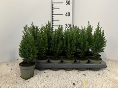 Chamaecyparis Ellwoodii 9Ø 30cm