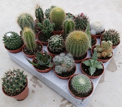 Cactus Mix 5Ø 10cm