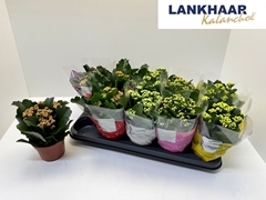 Kalanchoe Double Perfecta Mix 12Ø 24cm