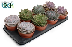 Echeveria 12Ø 15cm