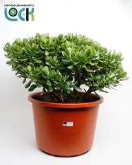 Crassula Ovata 44Ø 70cm