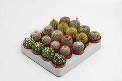 Cactus Mix 5Ø 10cm