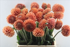 Dahlia Cornel Bronze 65cm