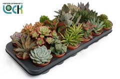 Echeveria Mix 8Ø 15cm