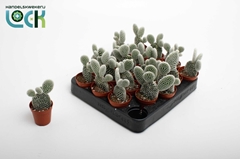 Opuntia 5Ø 10cm