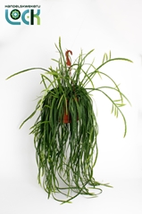 Lepismium Bolivianum 21Ø 30cm 30cm