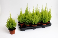 Cupressus Goldcrest Wilma 10Ø 45cm