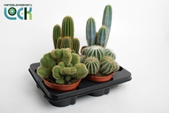 Cactus Mix 15Ø 20cm