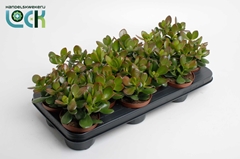 Crassula Ovata 10Ø 15cm
