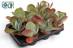 Kalanchoe Thyrsiflora 10Ø 15cm