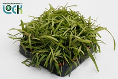 Lepismium Bolivianum 5Ø 10cm