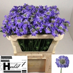 Scabiosa Staefa 65cm
