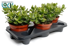 Crassula Ovata 17Ø 35cm