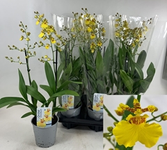 Oncidium 12Ø 50cm 2st