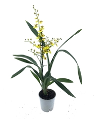 Oncidium 12Ø 50cm 1st