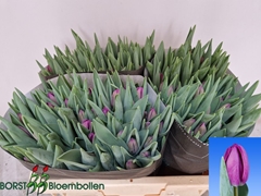 Tulip Single Bullit 40cm 35gr.