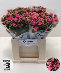 Kalanchoe Sweet Pink Meadow 40cm