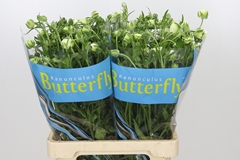 Ranunculus Butterfly Keramos 70cm 35gr.