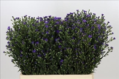 Aster Casamare 60cm 20gr.