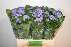 Ageratum Houstonianum Blue Planet 60cm