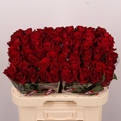 Rosa Ever Red 60cm