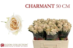 Rosa Charmant 50cm