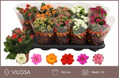 Kalanchoe Double Mix 10Ø 23cm