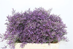 Limonium Safora Dark Blue 60cm 20gr.