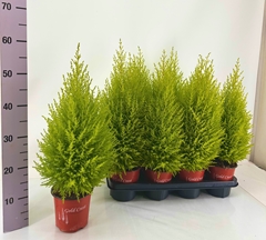 Cupressus Goldcrest Wilma 14Ø 60cm