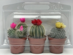 Cactus Decorated 8Ø 8cm