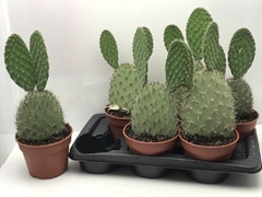 Opuntia 17Ø 35cm