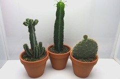 Cactus Mix 19Ø 27cm