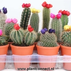 Cactus Decorated 9Ø 15cm