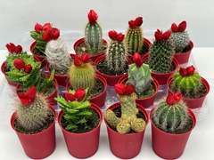 Cactus Decorated 7Ø 12cm