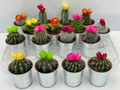 Cactus Decorated 7Ø 10cm