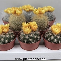 Cactus Decorated 8Ø 12cm