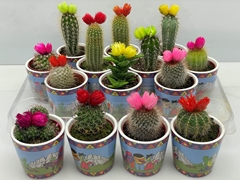 Cactus Decorated 8Ø 8cm