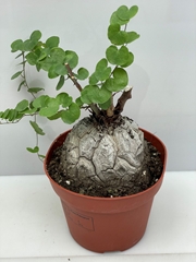 Dioscorea Elephantipes 10Ø 10cm