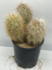 Cereus 25Ø 45cm