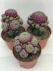 Cactus Mix 10Ø 16cm