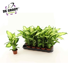 Dieffenbachia Camilla 9Ø 41cm