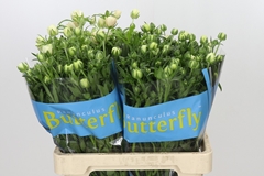 Ranunculus Butterfly Keramos 60cm 35gr.