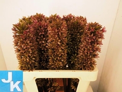 Eucomis Sparkling Burgundy 60cm