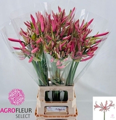 Nerine Casandra 80cm