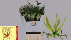 Gloriosa Maria 80cm