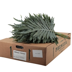 Phlebodium Blue Star 75cm